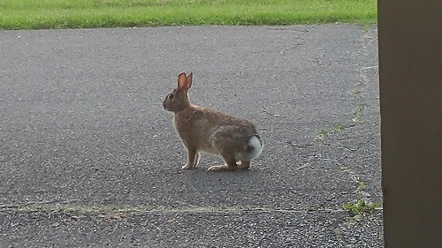 sunrise motel image 3